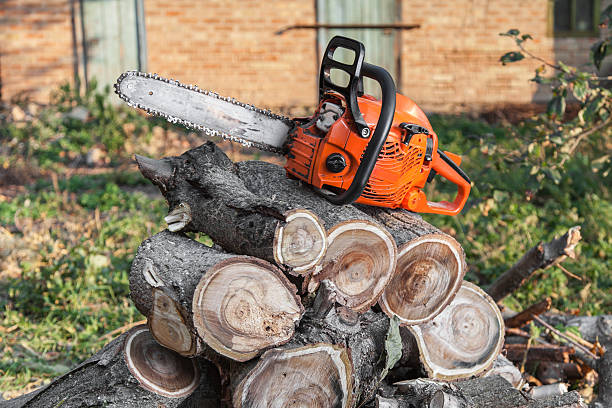 Emergency Storm Tree Removal in Cave City, AR